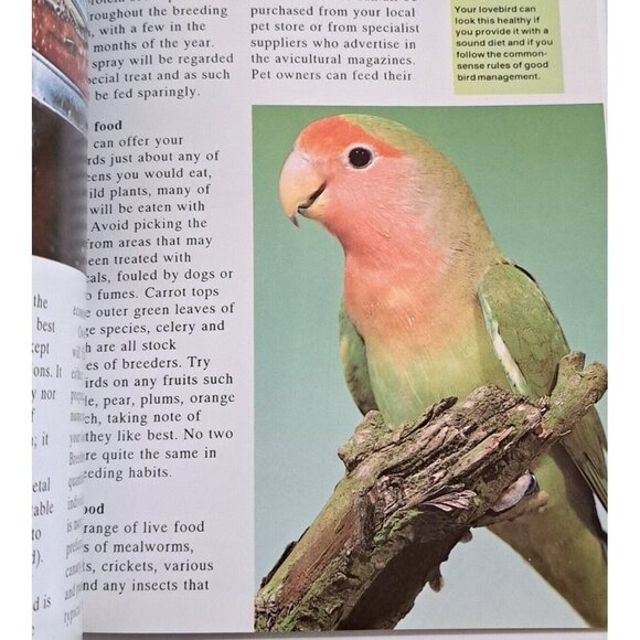🪻BOGO🪻 Lovebirds as‎ a New Pet by Denton, Oliver Paperback - Picture 5 of 7